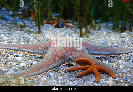 L'étoile rouge en forme de peigne (Astropecten aranciacus) est une étoile de mer originaire de la Méditerranée et de l'Atlantique est. Devant Echinaster seposituus. Banque D'Images