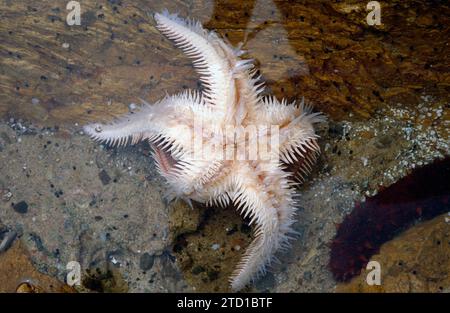 L'étoile en peigne rouge (Astropecten aranciacus) est une étoile de mer originaire de la mer Méditerranée et de l'Atlantique est. Face inférieure montrant papules, pédicellaires et tu Banque D'Images