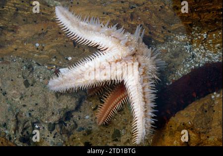 L'étoile en peigne rouge (Astropecten aranciacus) est une étoile de mer originaire de la mer Méditerranée et de l'Atlantique est. Face inférieure montrant papules, pédicellaires et tu Banque D'Images