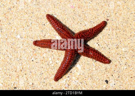 L'étoile orange à boutons (Echinaster echinnophorus ou Othilia echinnophora) est une étoile de mer originaire de l'ouest de l'océan Atlantique, de la Floride au Brésil. Cette photo Banque D'Images