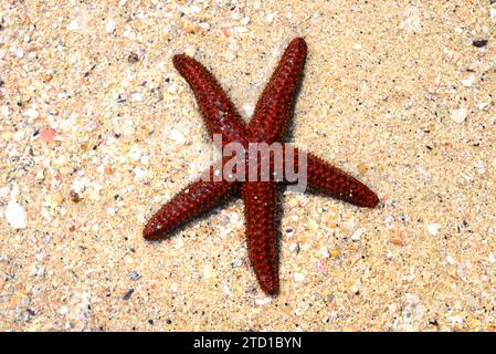 L'étoile orange à boutons (Echinaster echinnophorus ou Othilia echinnophora) est une étoile de mer originaire de l'ouest de l'océan Atlantique, de la Floride au Brésil. Cette photo Banque D'Images