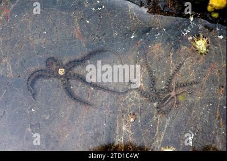 L'étoile cassante commune (Ophiothrix fragilis) est une étoile cassante de couleur très variée. Cette photo a été prise à Cap Ras, province de Gérone, Catalogne, Espagne. Banque D'Images