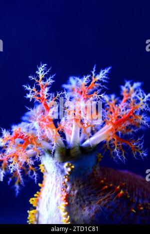 La pomme de mer (Pseudocolochirus axiologus) est un concombre de mer coloré originaire de l'Indo-Pacifique. Banque D'Images