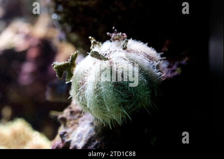 L'oursin vert (Strongylocentrotus droebachiensis) est un oursin omnivore originaire du nord de l'Atlantique et du Pacifique. Banque D'Images