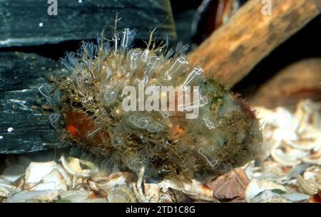 Le Squirt de mer à bulbe lumineux (Clavelina lepadiformis) est une ascidiacée coloniale originaire de la mer Méditerranée et du nord-est de l'océan Atlantique. Banque D'Images