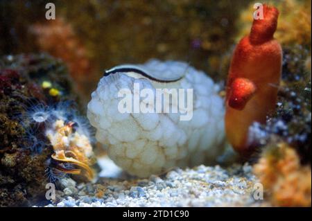 Phallusia mammillata (Phallusia mammillata) est une ascidiacée filtrante originaire de la mer Méditerranée et du nord-est de l'océan Atlantique. A droite une autre ascidiace Banque D'Images