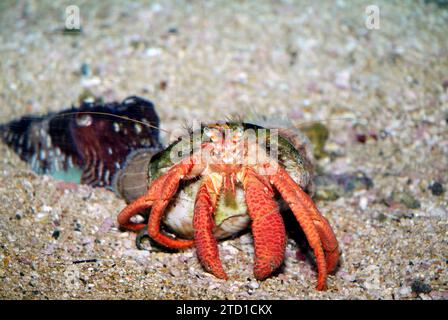 Le crabe ermite méditerranéen (Dardanus arrosor) est un prédateur et un Trésor de crustacés marins. Banque D'Images