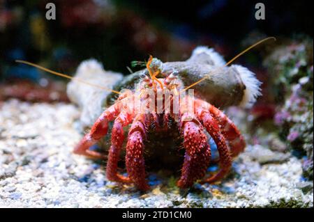 Le crabe ermite méditerranéen (Dardanus arrosor) est un prédateur et un Trésor de crustacés marins. Banque D'Images