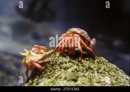 Le crabe ermite méditerranéen (Dardanus arrosor) est un prédateur et un Trésor de crustacés marins. Banque D'Images