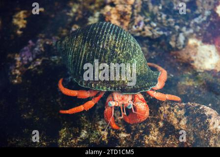 Le crabe ermite méditerranéen (Dardanus arrosor) est un prédateur et un Trésor de crustacés marins. Banque D'Images