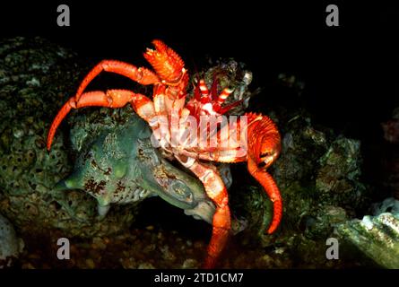 Le crabe ermite méditerranéen (Dardanus arrosor) est un prédateur et un Trésor de crustacés marins. Banque D'Images