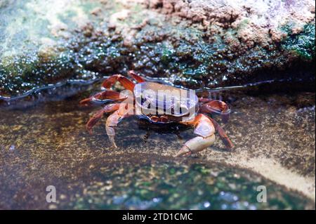 Le crabe des terres à dos noir (Gecarcinus lateralis) est un crabe originaire du golfe du Mexique. Banque D'Images