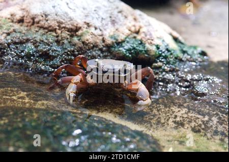 Le crabe des terres à dos noir (Gecarcinus lateralis) est un crabe originaire du golfe du Mexique. Banque D'Images