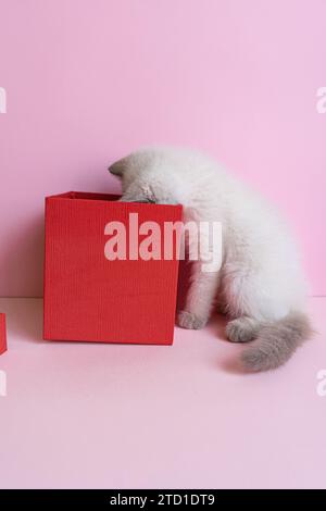 Chaton blanc drôle regardant à l'intérieur d'une boîte rouge Banque D'Images