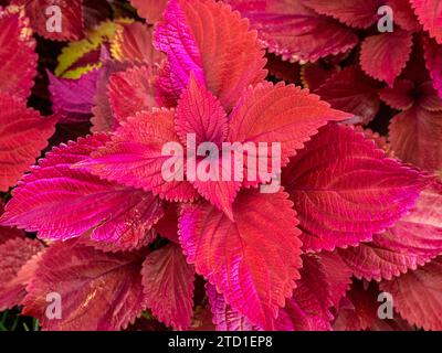 Coleus rouge également connu sous le nom de Coleus commun ou ortie peinte Banque D'Images