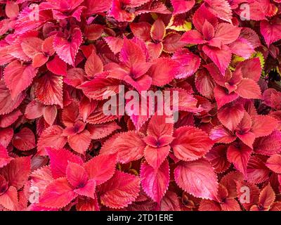 Coleus rouge également connu sous le nom de Coleus commun ou ortie peinte Banque D'Images