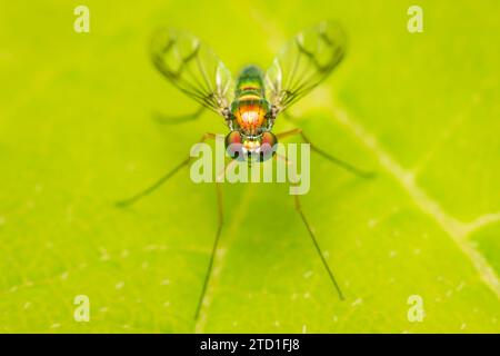 petite et coloful longue mouche à jambes reposant sur une feuille verte avec espace de copie Banque D'Images