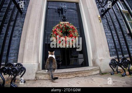 Londres, Royaume-Uni 15 déc. 2023 Larry le chat, chef Mouser au Trésor, à la porte du numéro 10. Le sapin de Noël Downing Street devant la porte du numéro 10, la maison du Premier ministre britannique. Banque D'Images