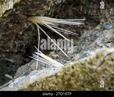 Rupture des armatures en fibre de verre au cours de la destruction du béton Banque D'Images