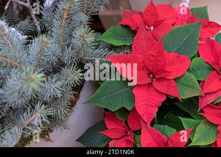 Poinsettia rouge de Noël sur un fond d'épinette bleu. Banque D'Images