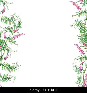 Pois de souris fleurs aquarelle cadre sans couture illustration florale. Branche violette isolée sur fond blanc. Fleurs sauvages des prairies botaniques Banque D'Images
