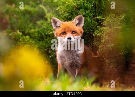 07 avril 2023, Berlin : 07.04.2023, Berlin. Un petit renard roux (Vulpes vulpes), âgé de seulement quelques semaines, est assis dans une tanière dans un parc de la capitale. Le jeune renard de Berlin est toujours à proximité immédiate de la tanière et de sa mère. Il est si petit qu'il est encore croisé - une caractéristique typique des renards de bébé. Les renards urbains ont développé leurs propres stratégies pour vivre aux côtés des humains et sont maintenant génétiquement différents de leurs proches dans les campagnes. Photo : Wolfram Steinberg/dpa photo : Wolfram Steinberg/dpa Banque D'Images