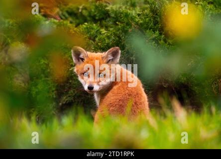 07 avril 2023, Berlin : 07.04.2023, Berlin. Un petit renard roux (Vulpes vulpes), âgé de seulement quelques semaines, est assis dans une tanière dans un parc de la capitale. Le jeune renard de Berlin est toujours à proximité immédiate de la tanière et de sa mère. Il est si petit qu'il est encore croisé - une caractéristique typique des renards de bébé. Les renards urbains ont développé leurs propres stratégies pour vivre aux côtés des humains et sont maintenant génétiquement différents de leurs proches dans les campagnes. Photo : Wolfram Steinberg/dpa photo : Wolfram Steinberg/dpa Banque D'Images