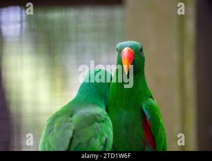 Le resplendissant Eclectus perroquet (Eclectus roratus), originaire des forêts tropicales d’Océanie, séduit par son plumage vibrant. Cette intelligente et ch Banque D'Images