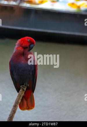 Le resplendissant Eclectus perroquet (Eclectus roratus), originaire des forêts tropicales d’Océanie, séduit par son plumage vibrant. Cette intelligente et ch Banque D'Images