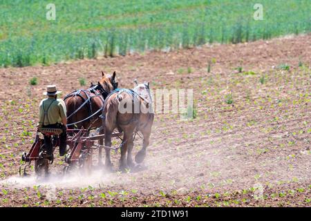 Une vue d'un agriculteur amish cultivant son champ avec deux chevaux tirant sur un jour de printemps ensoleillé Banque D'Images