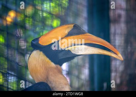 Le majestueux Grand bec (Buceros bicornis) habite les forêts luxuriantes de l'Asie du Sud-est. Reconnu par son impressionnante casque et son plumage vibrant, t Banque D'Images