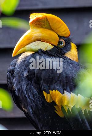 Le majestueux Grand bec (Buceros bicornis) habite les forêts luxuriantes de l'Asie du Sud-est. Reconnu par son impressionnante casque et son plumage vibrant, t Banque D'Images