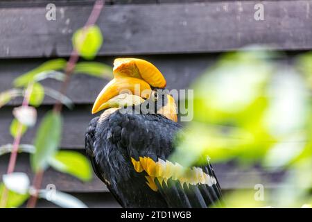 Le majestueux Grand bec (Buceros bicornis) habite les forêts luxuriantes de l'Asie du Sud-est. Reconnu par son impressionnante casque et son plumage vibrant, t Banque D'Images