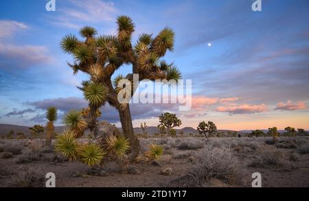 Joshua Trees à Lee Flat dans le parc national de Death Valley, en Californie. Banque D'Images
