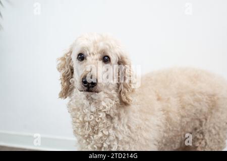 Portrait d'un caniche avec des yeux émouvants et de la fourrure blanche. Banque D'Images