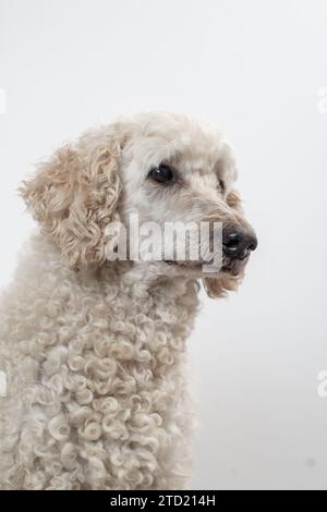 Regard doux d'un caniche blanc frisé et soigné. Banque D'Images