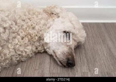 Le visage d'un chien fatigué reposant sur le sol Banque D'Images