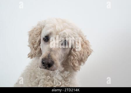 Gros plan d'un caniche aux cheveux bouclés sur fond blanc. Banque D'Images