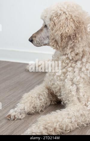 Gros plan d'un caniche aux cheveux bouclés sur fond blanc. Banque D'Images