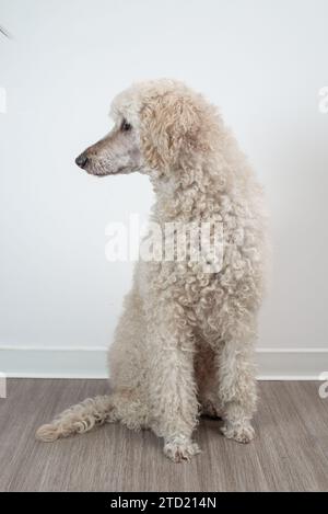 Portrait d'un caniche avec des yeux émouvants et de la fourrure blanche. Banque D'Images