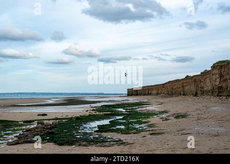 Une mouette solitaire s'élève au-dessus d'une plage tranquille avec des rochers couverts d'algues vertes et des falaises lointaines sous un ciel nuageux. Banque D'Images