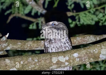 Mouches papoues (Podargus papuensis) observées à Waigeo en Papouasie occidentale, Indonésie Banque D'Images