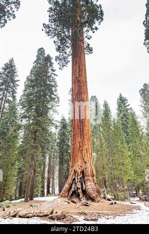 Écorce partiellement brûlée d'un séquoia. Parc national de Sequoia avec de vieux grands arbres de Sequoia comme séquoias dans un paysage magnifique. Parc national de Yosemite - monuments en Californie. Banque D'Images