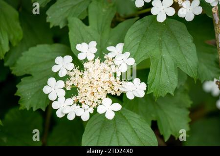 Gros plan de Viburnum opulus compactum, communément appelé «Compact Guelder Rose» Banque D'Images