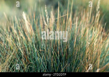 Herbe bleu jaunâtre (Festuca glauca) qui jaunit partiellement et sèche en automne Banque D'Images