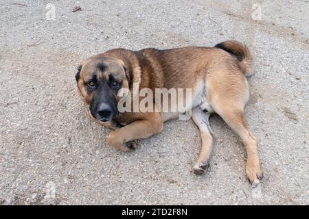 Chien errant brun ​​lying dans la rue et regardant la caméra Banque D'Images