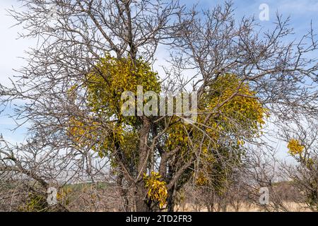 De nombreux arbustes hémi-parasites européens de Mistletoe (Viscum album) poussent sur un arbre. Banque D'Images