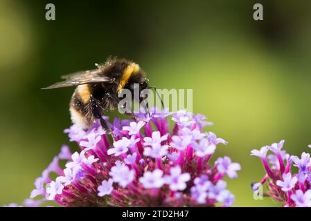 Bourdon à queue champêtre se nourrissant d'une fleur de verveine violette et légèrement saupoudré de pollen Banque D'Images