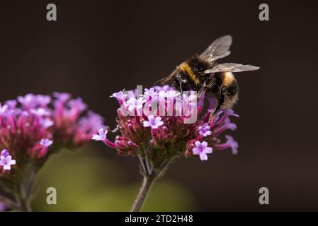 Bourdon à queue champêtre se nourrissant d'une fleur de verveine violette et légèrement saupoudré de pollen Banque D'Images