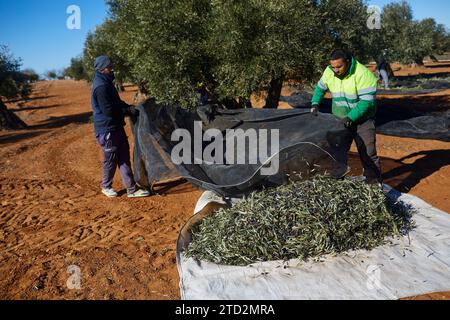 Villarejo de Salvanés (Communauté de Madrid), 01/28/2023. Les employés labourent les oliveraies de Mario Domingo et ramassent les olives au milieu de la saison pour les emmener aux moulins à huile. Photo : Guillermo Navarro. ARCHDC. Crédit : Album / Archivo ABC / Guillermo Navarro Banque D'Images